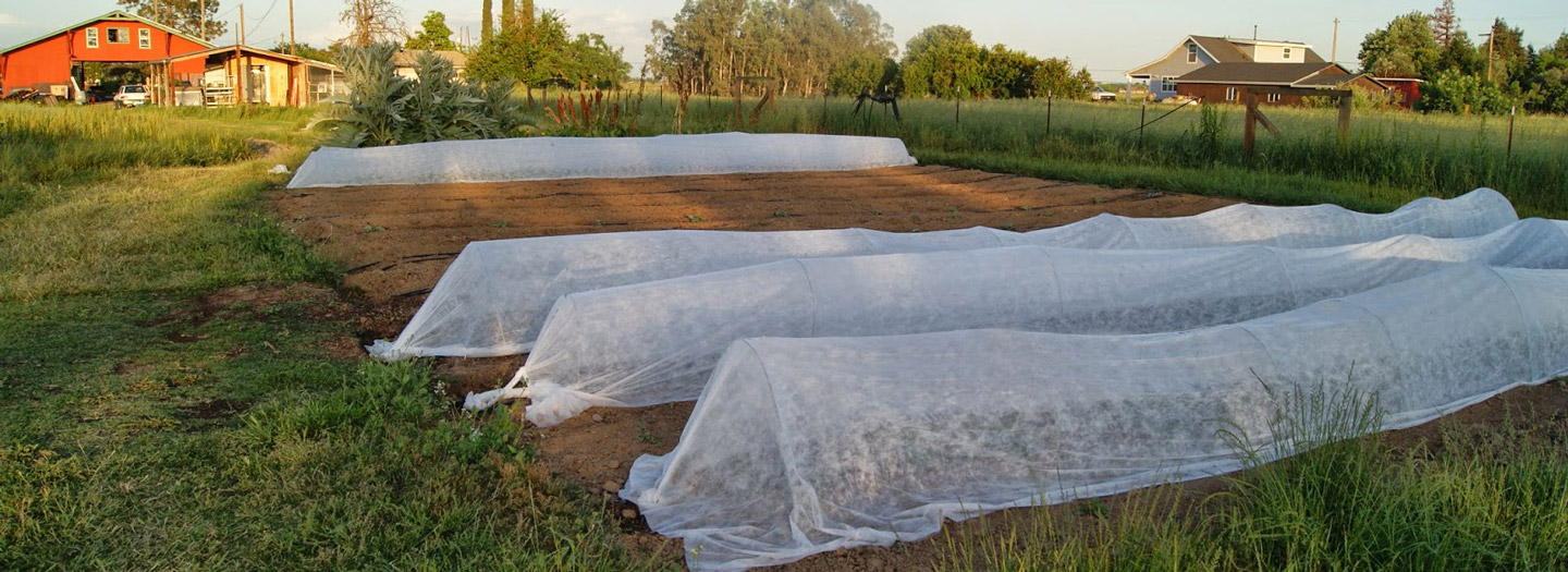 Protección de nuestros cultivos empleando manta térmica agrícola -  Invernavelo
